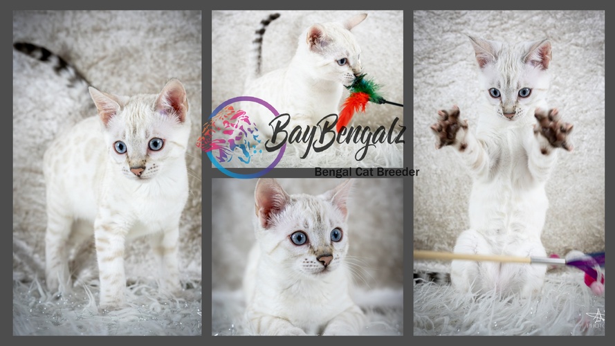 Baybengalz Moonlight Kisses
