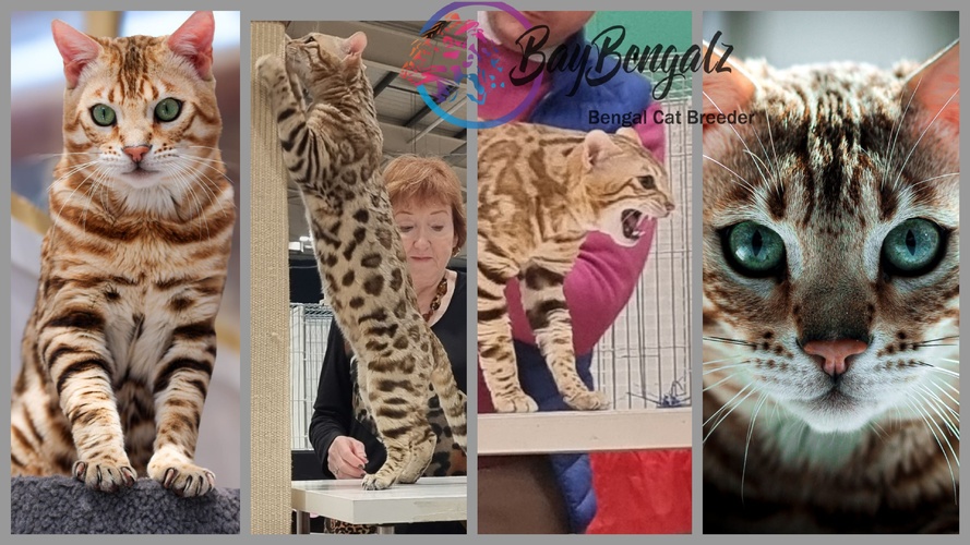 RW TGC Dokocats Tantomile Of Baybengalz