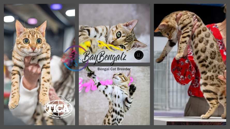 Snowballs Tantalising Promise