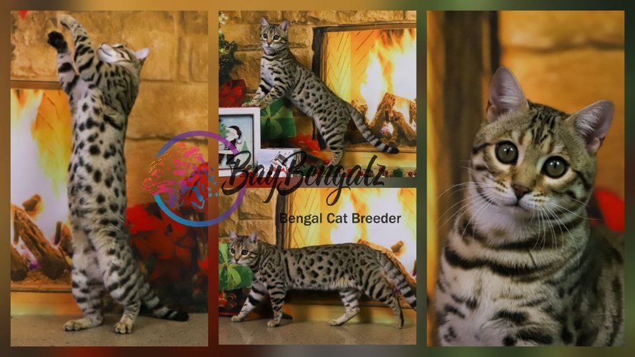 Solanaranch Purrminator