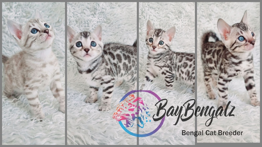 Baybengalz Rum Tum Tugger X Baybengalz Pandora ALL RESERVED