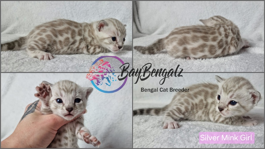 Baybengalz Starlight (Silver Mink) 