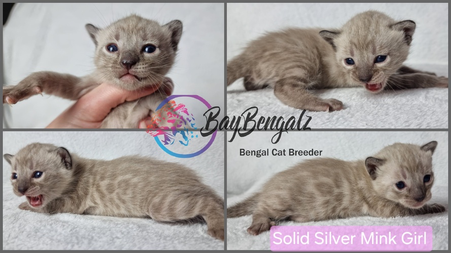 Baybengalz Luna Cat (Solid Silver Mink)