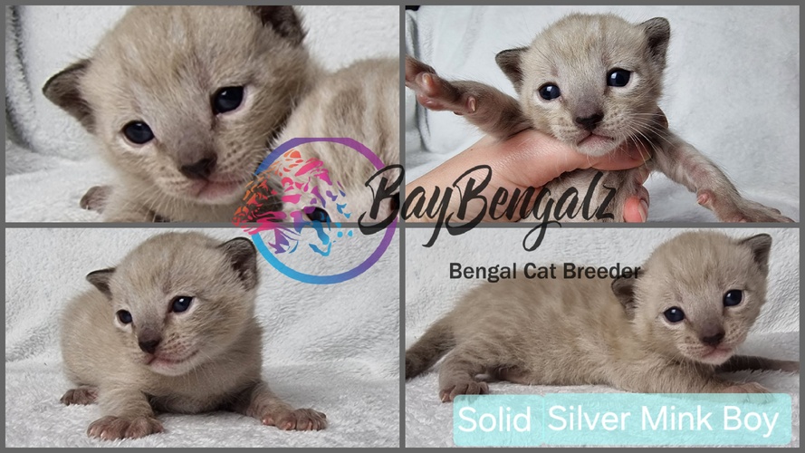 Baybengalz Lucky (Solid Silver Mink)