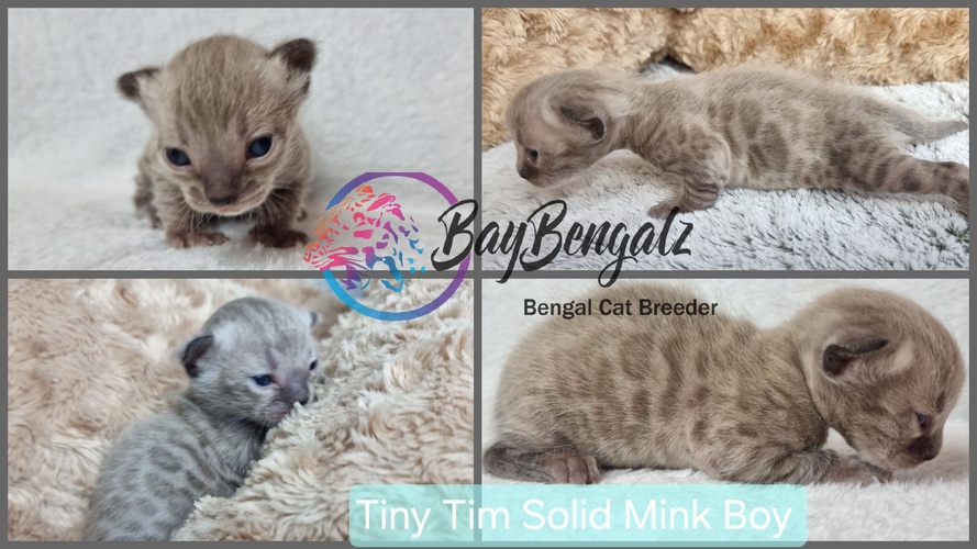 Baybengalz Buttons (Solid Mink)