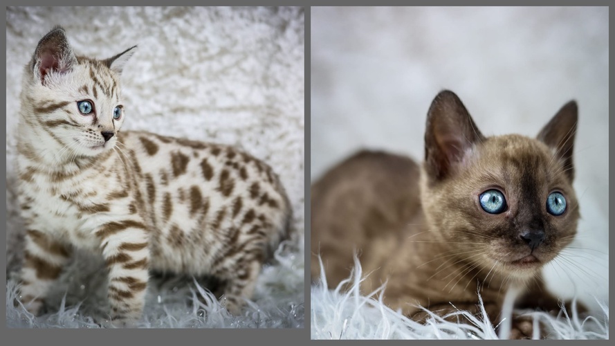 Baybengalz Rum Tum Tugger X Baybengalz Winter