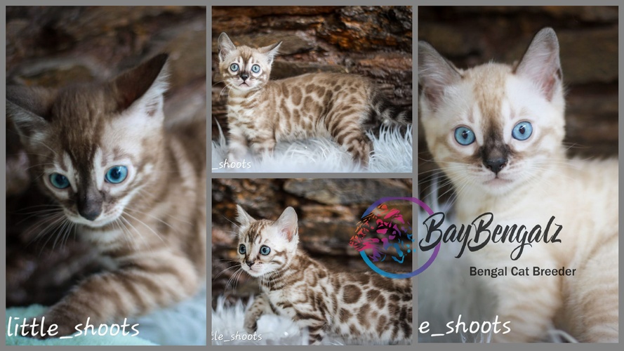 Bengalheritage ELIAS X Wessexbengals Minnie ♡ 2 Males & 2 Females Available